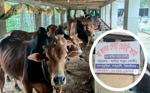 ৪ গরু দিয়ে শুরু, এখন কোটি টাকার খামার