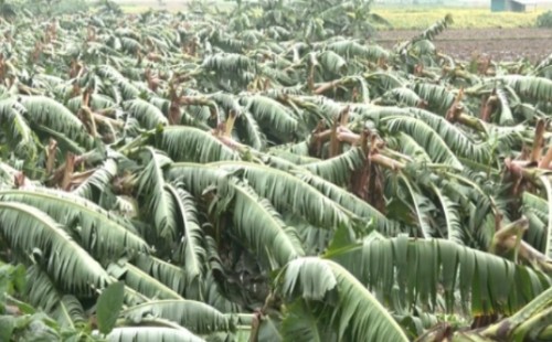 মেহেরপুরে কালবৈশাখী ঝড়ে ব্যাপক ক্ষয়-ক্ষতি