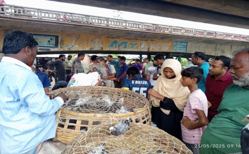 চুয়াডাঙ্গায় মাথাভাঙ্গা ব্রিজের নিচে ভারতীয় ও দেশি কবুতরের বর্ণিল বাজার