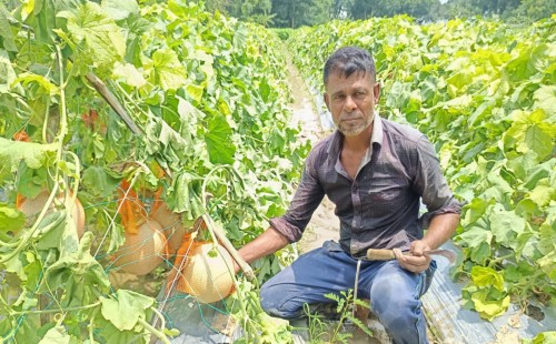 জীবননগরে বাণিজ্যিকভাবে চাষ হচ্ছে রক মিলন