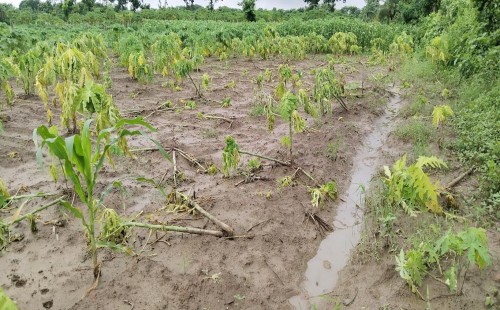 দর্শনায় টানা বৃষ্টিতে জলাবদ্ধতা, ফসলের ক্ষতি