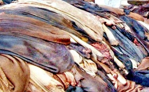 চুয়াডাঙ্গায় কোরবানির চামড়া সংরক্ষণে লবণ সরবরাহ নিশ্চিতকরণে প্রশাসনের সভা