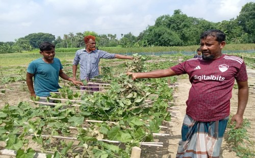 ঝিনাইদহে ফসলের সাথে এ কেমন শত্রুতা?