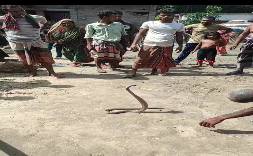 দামুড়হুদা রঘুনাথপুর বসতবাড়ি থেকে ১২টি গোখরা সাপ ,৪০ টি সাপের ডিম উদ্ধার, এলাকায় আতঙ্ক