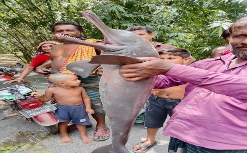 শৈলকূপায় জেলের জালে ধরা পড়ল বিলুপ্তপ্রায় ‘শুশুক’