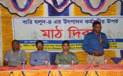 আলমডাঙ্গায় বারি হলুদ-৪ জাতের ওপর মাঠ দিবস
