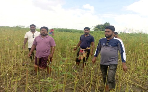 জমি নিয়ে দ্বন্দ্ব, গাংনীতে ধইঞ্চা খেত কেটে দিল প্রতিপক্ষ