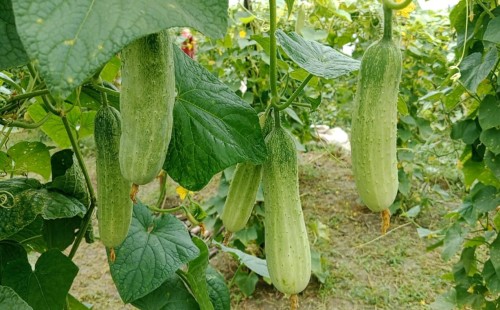 শসা চাষে সবুজ সম্ভাবনায় কৃষক