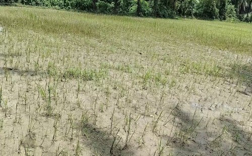 চুয়াডাঙ্গার কালুপোলে ধানখেতে বিষাক্ত কীটনাশক প্রয়োগ