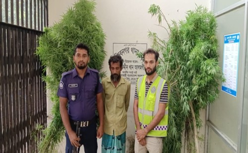 মুজিবনগরে গাঁজা গাছসহ গৃহকর্তা আটক