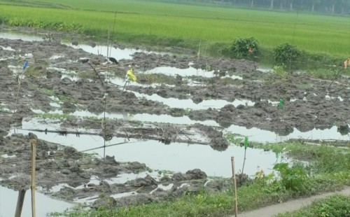 গাংনীতে অর্থের বিনিময়ে কৃষকদের পাট পঁচানোর সুযোগ