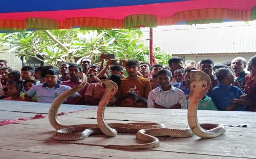 কুড়ুলগাছির চন্ডিপুরে ঐতিহ্যবাহী সাপের ঝাপান খেলা