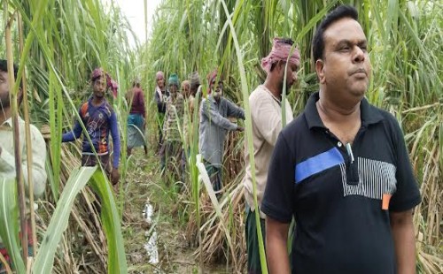 কেরু চিনিকলের খামারে আখের পাশাপাশি নানা ফসল চাষে বিপুল লাভ