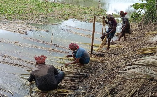 কুড়ুলগাছিতে সোনালি আঁশ ছাড়ানোর ব্যস্ততা