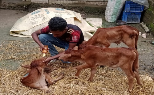 এক গাভির তিন বাচ্চার জন্ম, কৃষকের বাড়িতে উৎসব