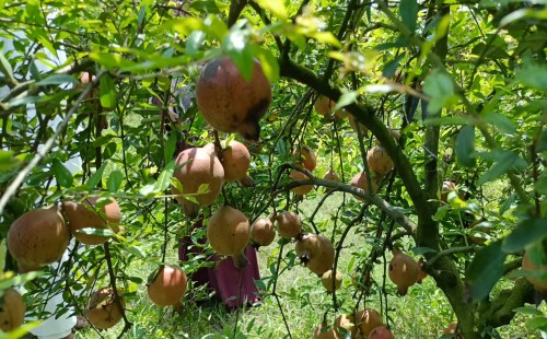 আনার বাগানে বাজিমাত রানা আব্দুল্লাহ