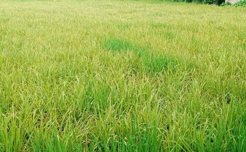 আগাছা নাশক ছিটিয়ে পুড়িয়ে দেয়া হলো ধানক্ষেত