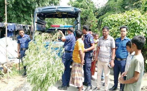 হরিণাকুণ্ডুতে ১১ ফুট গাঁজা গাছসহ আটক ১