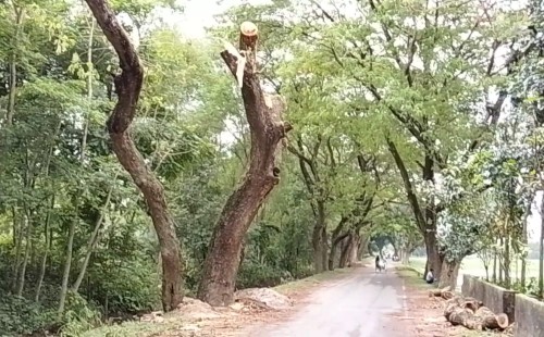 আলমডাঙ্গায় ১০ লক্ষাধিক টাকার গাছ মাত্র ১ লাখে বিক্রি