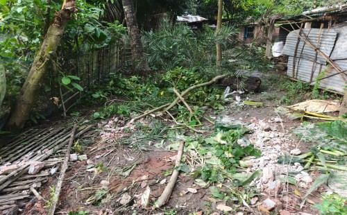 হরিণাকুণ্ডুতে চাচার বিরুদ্ধে প্রবাসী ভাতিজার গাছ কেটে দখলের অভিযোগ