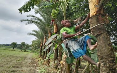 খেজুর রস সংগ্রহের প্রস্তুতিতে ব্যস্ত গাছিরা