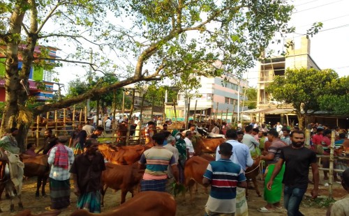 তিন যুগের ঐতিহ্য বয়ে চলেছে হাটবোয়ালিয়া গরুর হাট