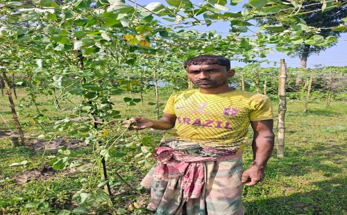 মহেশপুরে কৃষকের ফসল কেটে দিল দুর্বৃত্তরা
