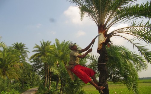 ঝিনাইদহের প্রাণ প্রকৃতিতে হেমন্তের শুভ্রতা
