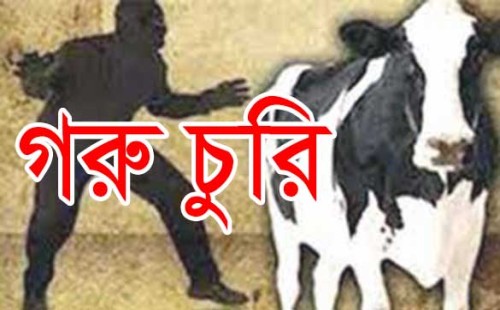 কার্পাসডাঙ্গায় কৃষকের গোয়ালঘর থেকে গরু চুরি