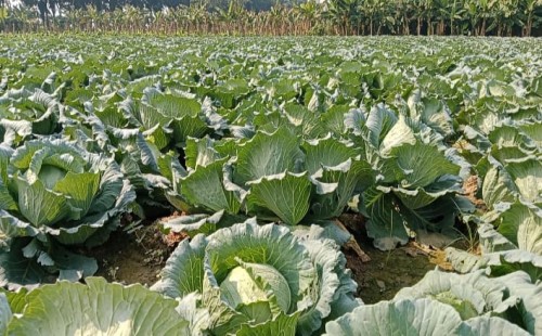 শীতকালীন সবজিতে সম্ভাবনার বাতাস