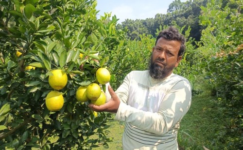দামুড়হুদায় কৃষক সেলিম হোসেনের অনুকরণীয় উদ্যোগ