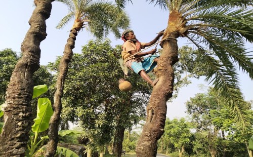 দামুড়হুদায় খেজুর রস-গুড়ের মৌসুম জমে উঠেছে