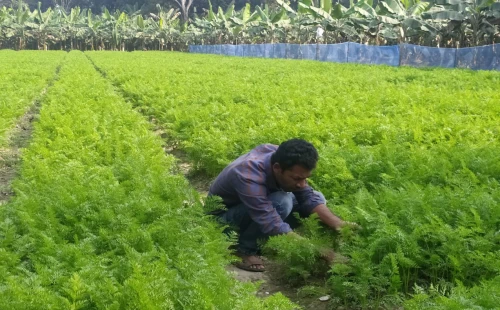 গাজর চাষে স্বপ্ন বুনছেন উথলীর ইউনুছ