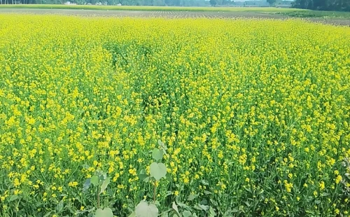 হাটবোয়ালিয়ায় সরিষার রেকর্ড ফলনের আশা