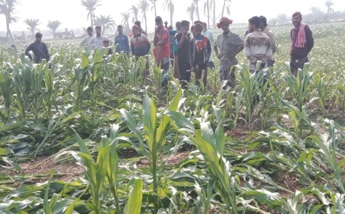 দামুড়হুদার পুরাতন বাস্তপুরে ভুট্টা, ধানের চারা ও পেঁয়াজ কর্তন