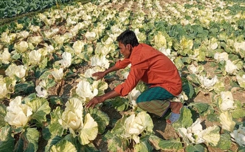 বাধাকপির জমিতে আগাছানাশক দিয়ে নষ্টের অভিযোগ