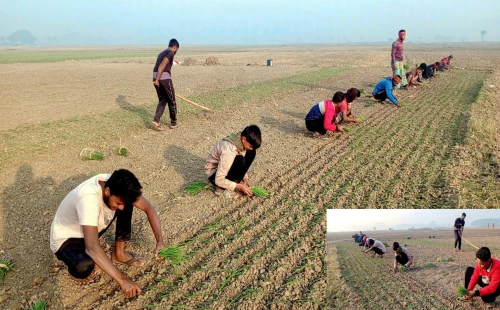 শৈলকুপায় গ্রামে গ্রামে শ্রমিক সংকট প্রকট