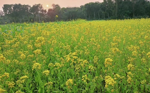 আলমডাঙ্গার মাঠজুড়ে সরিষা ফুলের সমারোহ