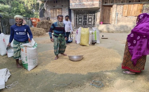 দামুড়হুদা উপজেলায় আমন ধানের বাম্পার ফলন