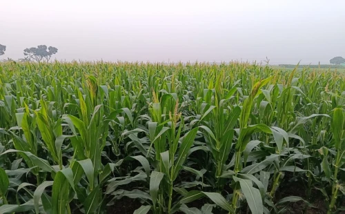কুড়ুলগাছিতে ভুট্টার মাঠজুড়ে সবুজের হাতছানি