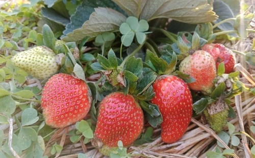 মুজিবনগরের স্ট্রবেরি চাষে সফলতার গল্প