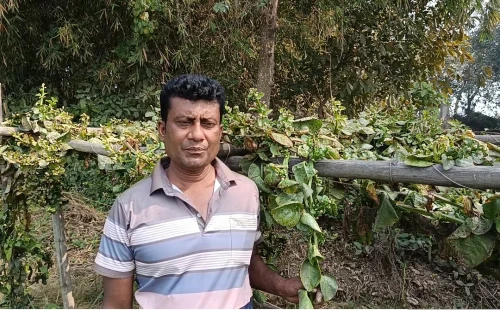 কুড়ুলগাছিতে ১০ কাঠা জমির লাউ গাছ কেটে দিল দুর্বৃত্তরা