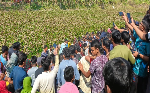 জীবননগর কালায় ভৈরব নদের কচুরিপানার মধ্যে থেকে