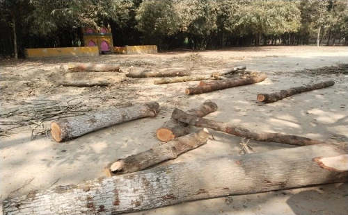 কুড়ুলগাছিতে কমিটিকে না জানিয়ে ঈদগাহর গাছ বিক্রির অভিযোগ