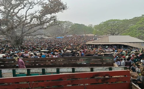 সমিতির গরু কিনতে ক্রেতাদের ভিড়