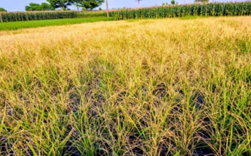আলমডাঙ্গায় আগাছানাশক প্রয়োগে ধান পুড়ে নষ্ট