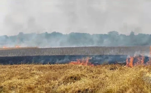 গাংনীতে গমের নাড়া পোড়াতে গিয়ে ভয়াবহ অগ্নিকাণ্ড