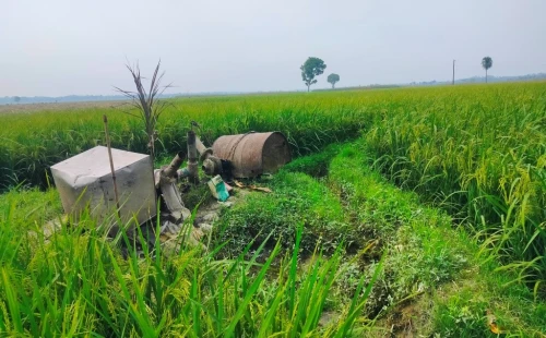 ডিজেল সংকটে বোরো ধানের উৎপাদন নিয়ে শঙ্কা