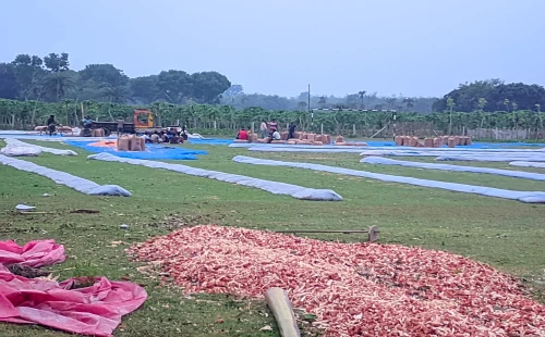 বাঘাডাঙ্গায় স্কুলের মাঠ দখল করে ভুট্টা শুকোনোর অভিযোগ