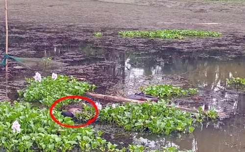 মহেশপুরের ইছামতি নদীতে তিন দিনে মিলল দ্ইু লাশ